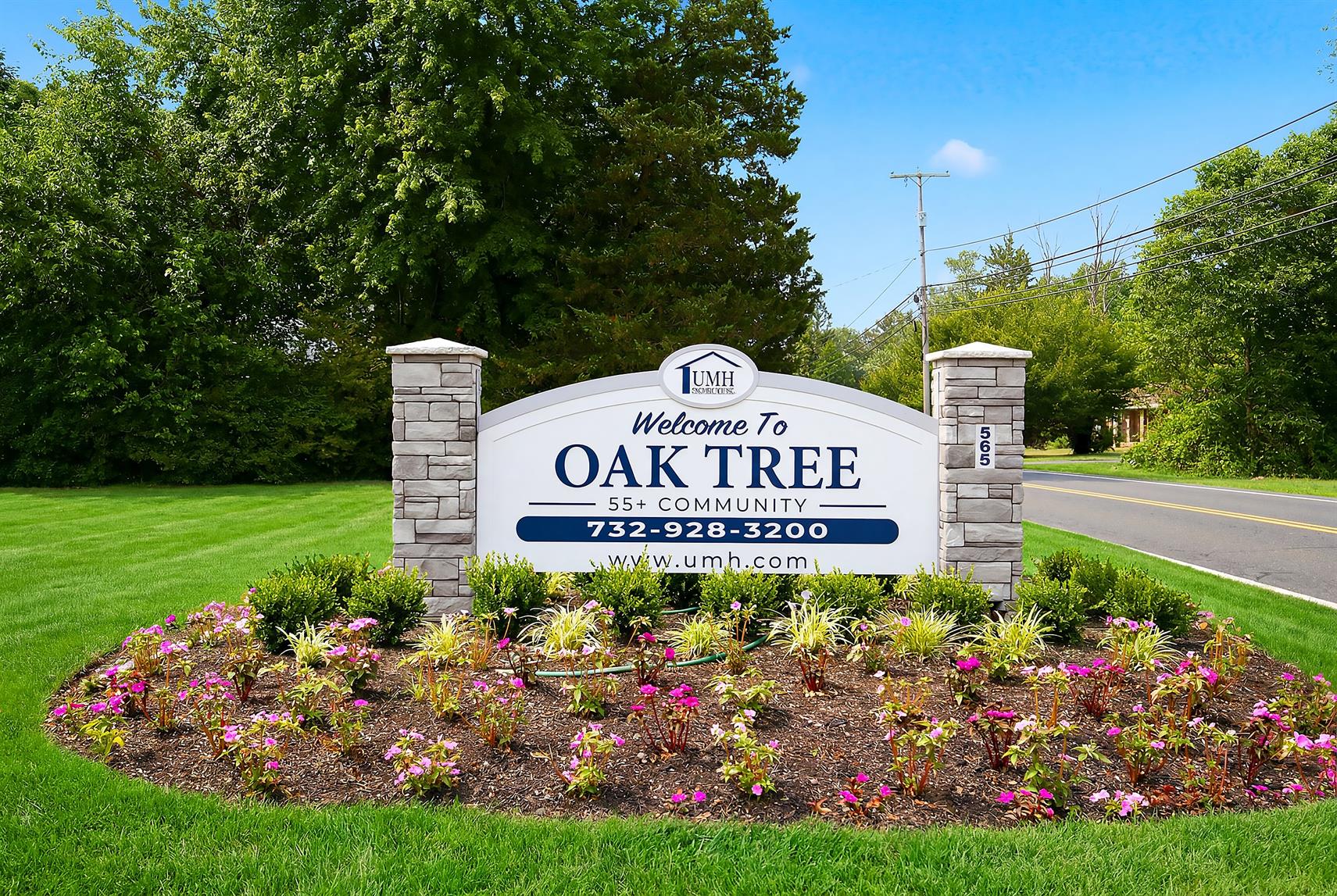Oak Tree - Image 6
