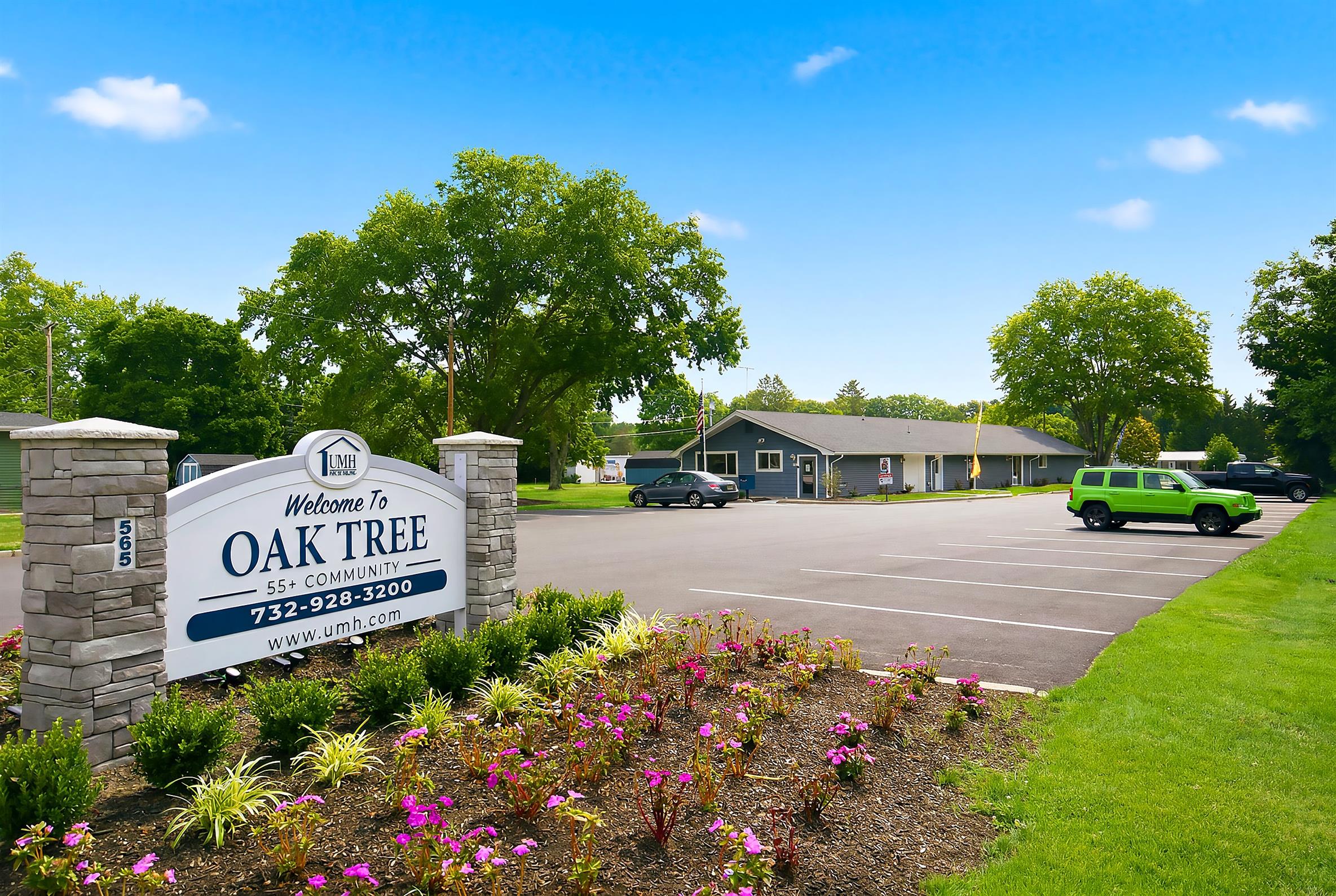 Oak Tree - Image 7